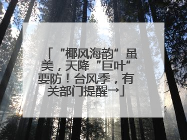 “椰风海韵”虽美，天降“巨叶”要防！台风季，有关部门提醒→