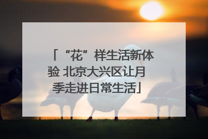 “花”样生活新体验 北京大兴区让月季走进日常生活