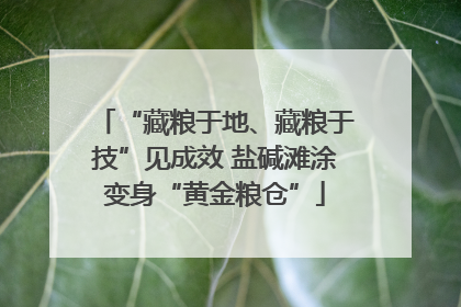 “藏粮于地、藏粮于技”见成效 盐碱滩涂变身“黄金粮仓”