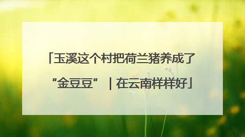 玉溪这个村把荷兰猪养成了“金豆豆”｜在云南样样好