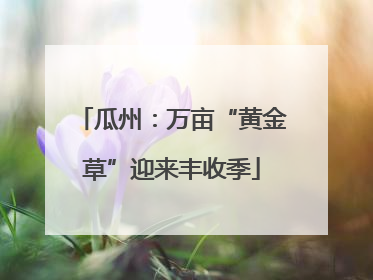 瓜州：万亩“黄金草”迎来丰收季