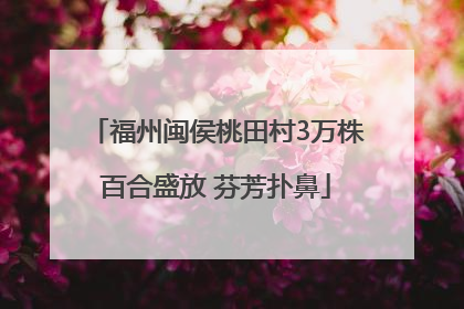 福州闽侯桃田村3万株百合盛放 芬芳扑鼻
