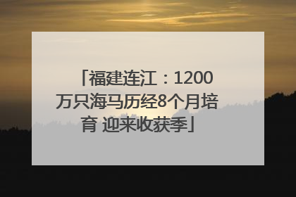 福建连江：1200万只海马历经8个月培育 迎来收获季
