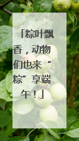 粽叶飘香，动物们也来“粽”享端午！