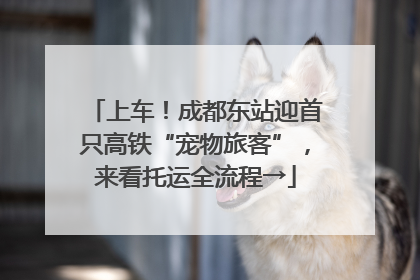 上车！成都东站迎首只高铁“宠物旅客”，来看托运全流程→