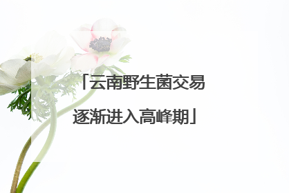云南野生菌交易逐渐进入高峰期