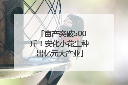 亩产突破500斤！安化小花生种出亿元大产业