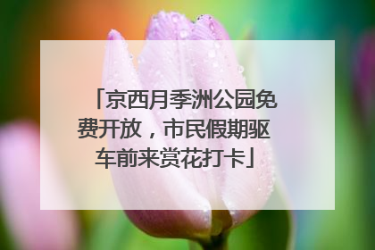 京西月季洲公园免费开放，市民假期驱车前来赏花打卡