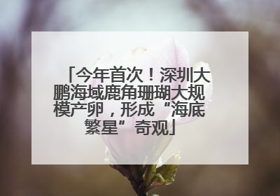 今年首次！深圳大鹏海域鹿角珊瑚大规模产卵，形成“海底繁星”奇观