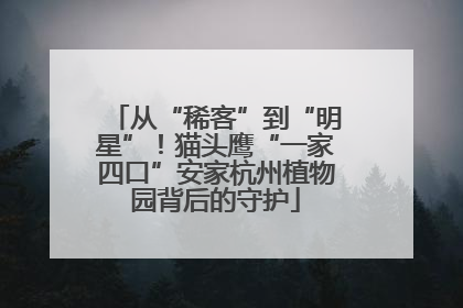 从“稀客”到“明星”！猫头鹰“一家四口”安家杭州植物园背后的守护