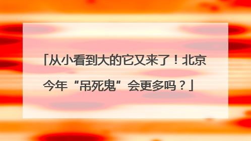从小看到大的它又来了！北京今年“吊死鬼”会更多吗？