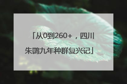 从0到260+，四川朱鹮九年种群复兴记