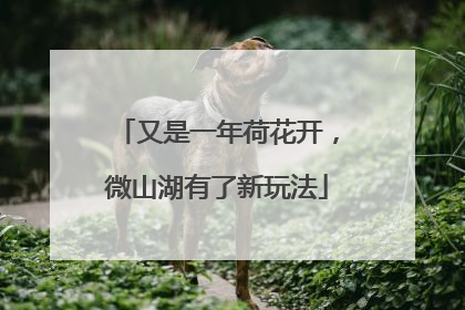 又是一年荷花开，微山湖有了新玩法