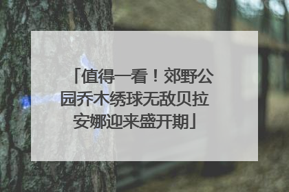 值得一看！郊野公园乔木绣球无敌贝拉安娜迎来盛开期