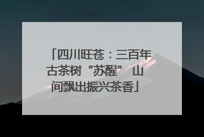 四川旺苍：三百年古茶树“苏醒” 山间飘出振兴茶香
