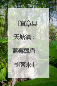 宜章县天塘镇：蓝莓飘香引客来