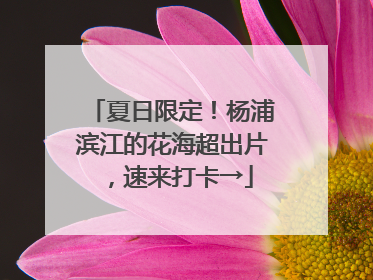 夏日限定！杨浦滨江的花海超出片，速来打卡→