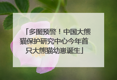 多图预警！中国大熊猫保护研究中心今年首只大熊猫幼崽诞生