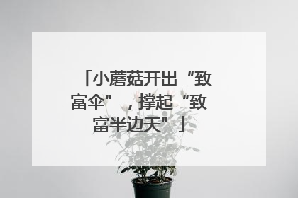 小蘑菇开出“致富伞”，撑起“致富半边天”