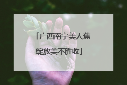 广西南宁美人蕉绽放美不胜收