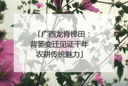广西龙脊梯田：背篓变迁见证千年农耕传统魅力