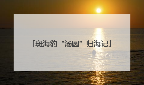 斑海豹“汤圆”归海记