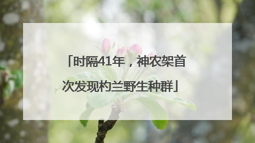 时隔41年，神农架首次发现杓兰野生种群