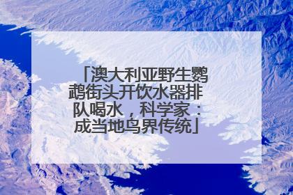 澳大利亚野生鹦鹉街头开饮水器排队喝水，科学家：成当地鸟界传统