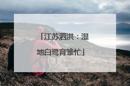 江苏泗洪：湿地白鹭育雏忙