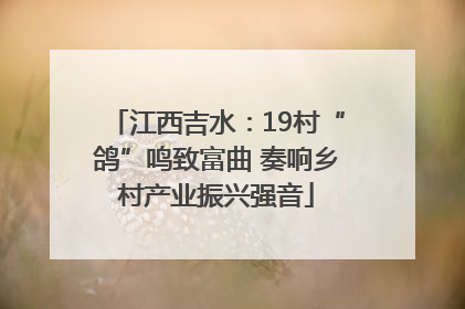 江西吉水：19村“鸽”鸣致富曲 奏响乡村产业振兴强音