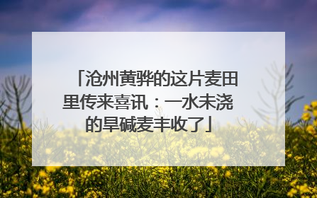 沧州黄骅的这片麦田里传来喜讯：一水未浇的旱碱麦丰收了