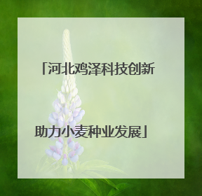 河北鸡泽科技创新助力小麦种业发展