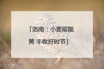 洛南：小麦覆陇黄 丰收好时节