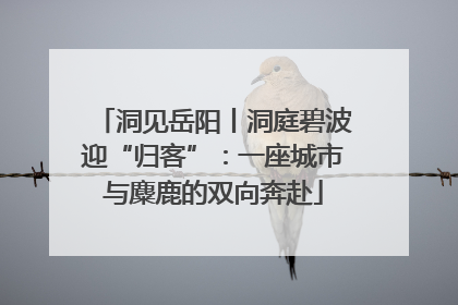 洞见岳阳丨洞庭碧波迎“归客”：一座城市与麋鹿的双向奔赴