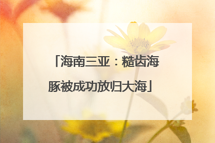 海南三亚：糙齿海豚被成功放归大海