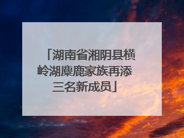 湖南省湘阴县横岭湖麋鹿家族再添三名新成员