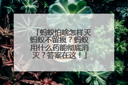 蚂蚁怕啥怎样灭蚂蚁不留痕？蚂蚁用什么药能彻底消灭？答案在这！