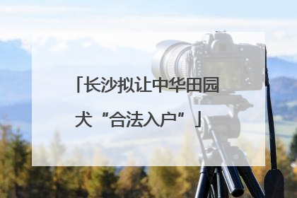 长沙拟让中华田园犬“合法入户”