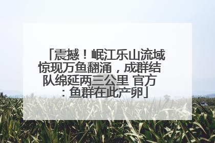 震撼！岷江乐山流域惊现万鱼翻涌，成群结队绵延两三公里 官方：鱼群在此产卵