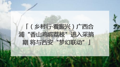 （乡村行·看振兴）广西合浦“香山鸡嘴荔枝”进入采摘期 将与西安“梦幻联动”