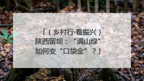 （乡村行·看振兴）陕西留坝：“满山绿”如何变“口袋金”？