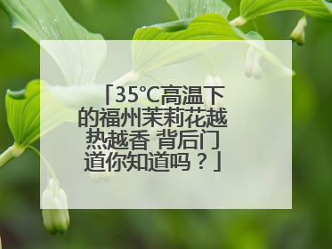 35℃高温下的福州茉莉花越热越香 背后门道你知道吗？